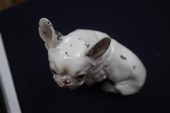 An Augarten porcelain model of a French bulldog height 15cm